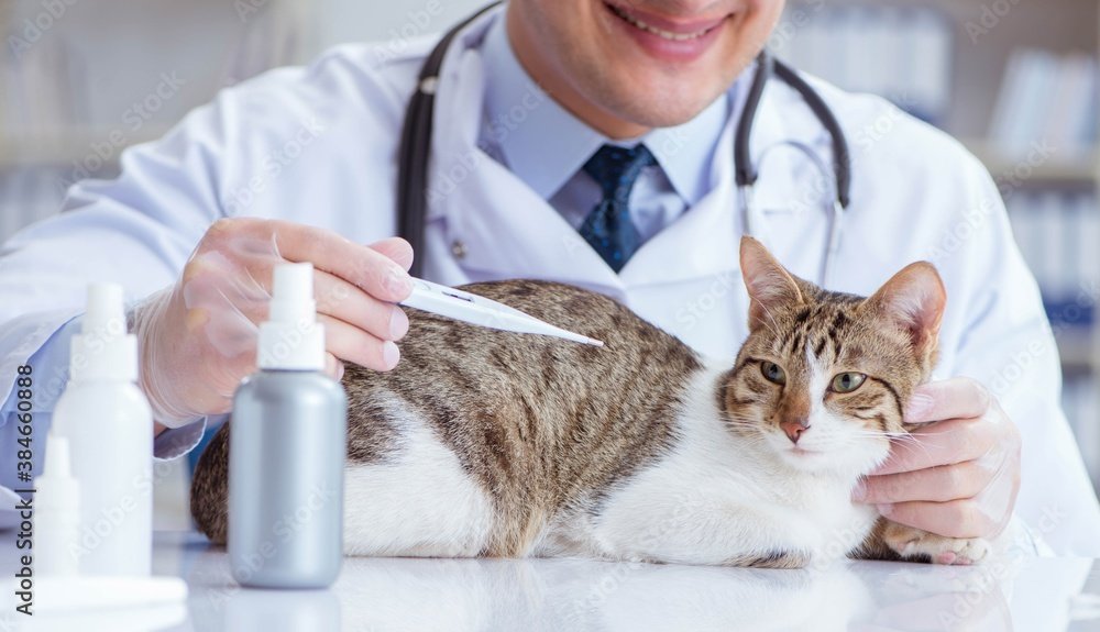 Routines for a Happy and Healthy Pet