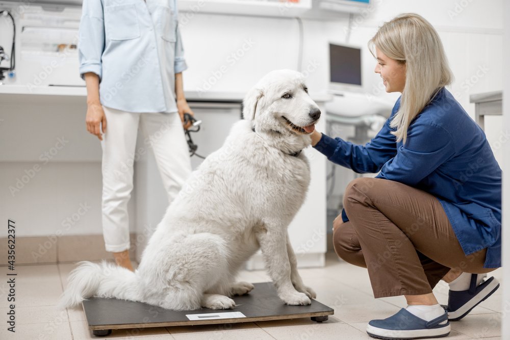 Regular Exercise for Your Beloved Pet