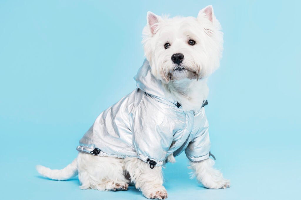 Finding the Perfect Pet Costume