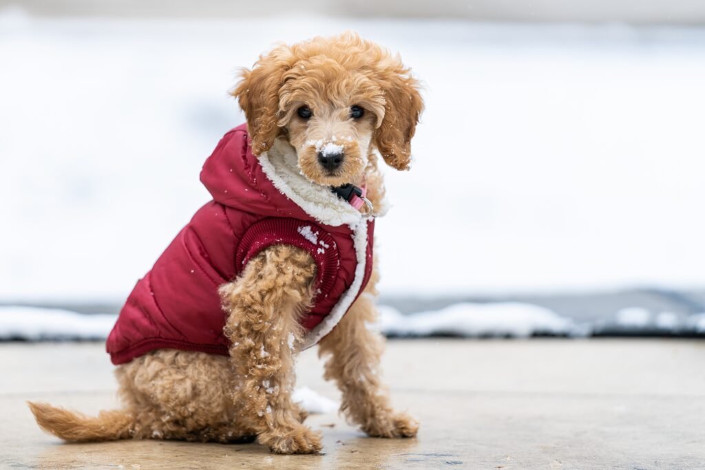 Finding the Perfect Pet Costume