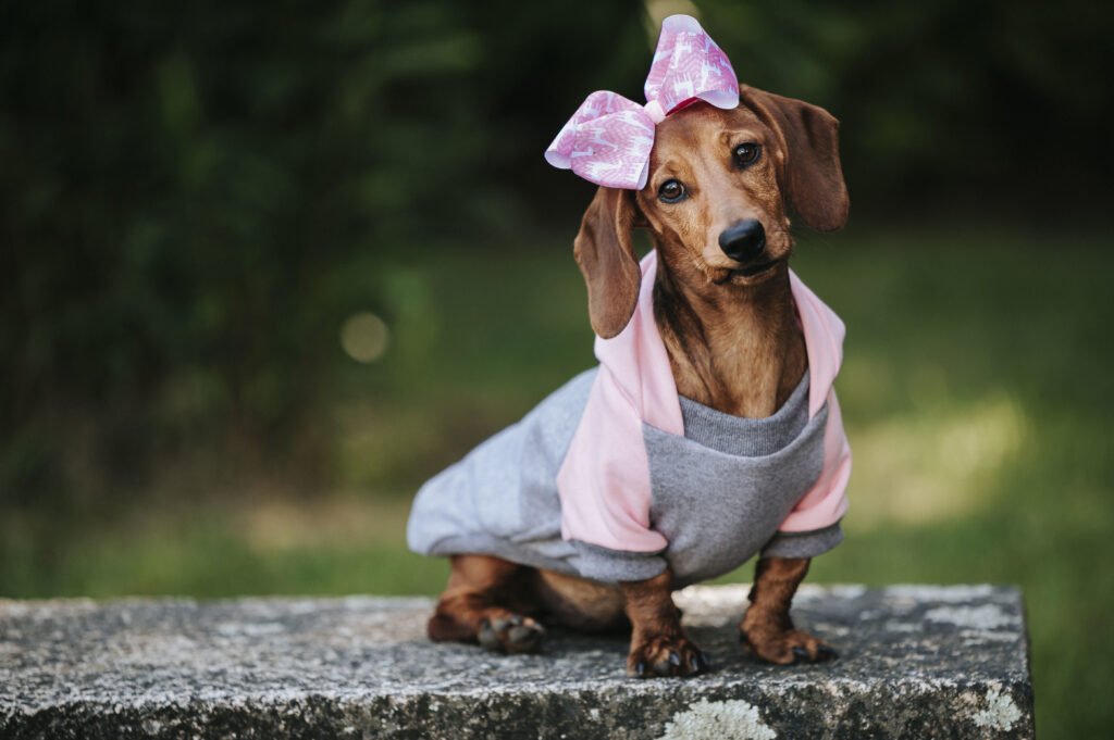 Finding the Perfect Pet Costume